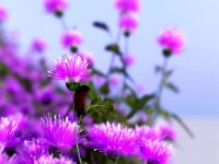 CatepillarOnThistle