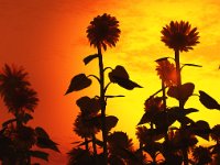 EveningSunflowers