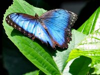 BlueButterfly2