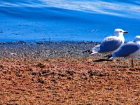 Gulls