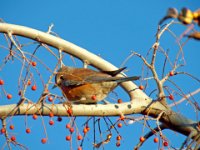 Bird and Berries