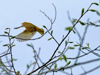 Bird in flight