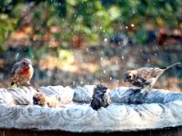 Birdie Bath