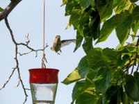 HummingBird 3