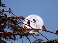 Birds and Moon