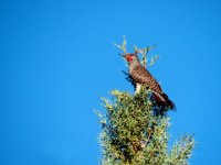 Woodpecker