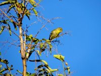 Yellow Bird Feeding