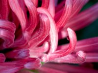 FlowerStamens : Raw