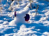 Cactus Snowman