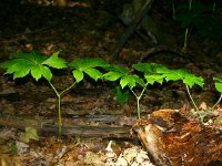 Leaves