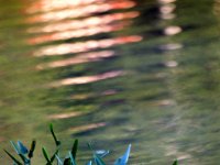 WaterPlants